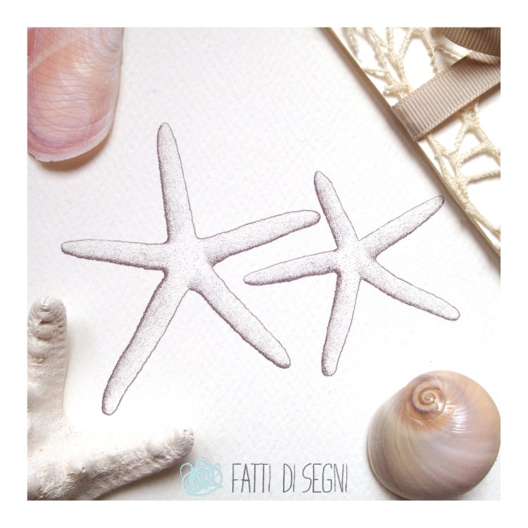 dettaglio conchiglie